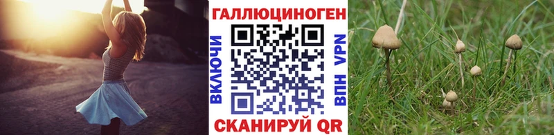 Галлюциногенные грибы Psilocybine cubensis  хочу наркоту  Новочеркасск 